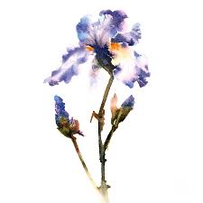 Über 7 millionen englischsprachige bücher. Iris Flower Painting By Elvira Vasilyanskaya