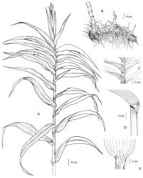 Image result for Styppeiochloa