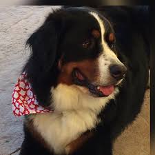 Bernese mountain dog puppies dallas tx. Jaxx My Berner Love Bernese Mountain Dog Mountain Dogs Dog Cat