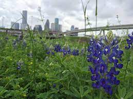 Maybe you would like to learn more about one of these? Texas Bluebonnets In The White Oak Bayou Texas Bluebonnets Blue Bonnets Plants