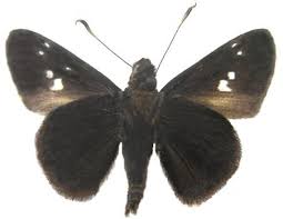 Image result for Hypolytrum heteromorphum