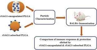 Hamster picture 835 1000 jpg : In Vitro And In Vivo Comparison Of Rsag1 Loaded Plga Prepared By Encapsulation And Adsorption Methods As An Efficient Vaccine Against Toxoplasma Gondii Sciencedirect