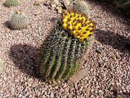 Golden barrel cactus aka hedgehog cactus is a commonly grown ornamental, with attractive golden spines. View Of Path And Papago Mountain Picture Of Desert Botanical Garden Phoenix Tripadvisor