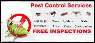 See more ideas about pest control, pests, garden pests. Other Pest Control Services In Gauteng Junk Mail