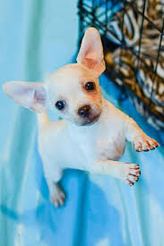 The price of any oregon. Portland Or Chihuahua Meet Patty A Pet For Adoption