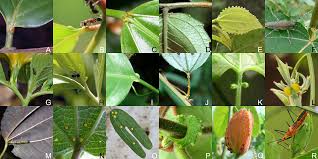 Image result for Tricliceras lobatum