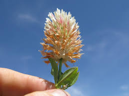 Image result for Trifolium squarrosum