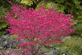 Image result for Celastraceae