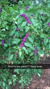 We did not find results for: What Is This Plant With Purple Berries Biology Stack Exchange