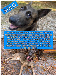 Maybe you would like to learn more about one of these? K9 Services German Shepherd Rescue Inc Searches For Missing Dog Wtsp Com