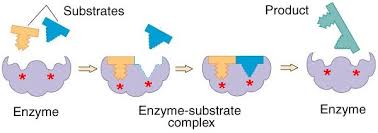 Enzymes Mollycools