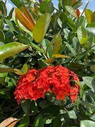 Image result for Ixora hartiana