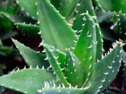 Die aloe vera ist ein wahres multitalent und hat schon viele kulturen beim thema für die äußere anwendung ein blatt der aloe vera sweet von der pflanze trennen und gewünschte körperstellen damit einreiben. Aloe Vera Pflanze Ernten Und Zuchten Mit Der Richtigen Pflege Liebenswert Magazin