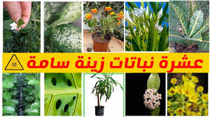 عشرة نباتات زينة منزلية سامة Youtube
