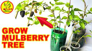 Check spelling or type a new query. How To Grow Mulberry Plant From Cutting 100 Sure Steps Youtube
