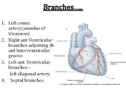 In other words, a double bypass means two coronary arteries are bypassed (e.g., the left anterior descending (lad) coronary artery and right coronary artery (rca)); Good Morning Blood Supply Of Heart Dr Qudsia