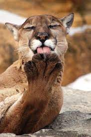 Puma Paws Wild Cats Beautiful Cats Crazy Cats