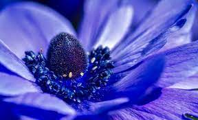Foglie e fiori, particolarmente piu' grandi rispetto ad altre varieta'. Quali Fiori Blu Conosci Blog Di Fiori E Notizie Fresche