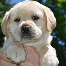 Reputable And Passionate Labrador Retriever Breeder In New York We Breed Our Labrador Puppies In Our Ho Labrador Retriever Labrador Retriever Puppies Labrador