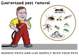 Keeping 1000's of queensland homes and businesses. Pest Control Cowes 0488 851 646 Best Pest Eradicator