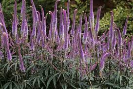 Fascination culver's root is an herbaceous perennial with a rigidly upright and towering form. Veronicastrum Fascination Stock Image B842 0815 Science Photo Library