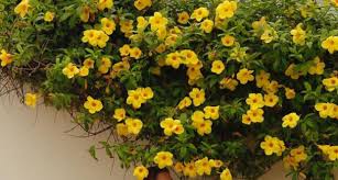 Maybe you would like to learn more about one of these? Copa De Oro Llena Tu Entrada O Vivero Los Arbolitos Facebook