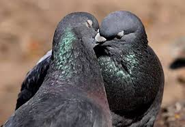 The Kiss Animals Pigeon Birds