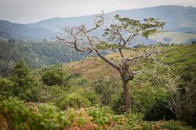 Image result for Widdringtonia whytei