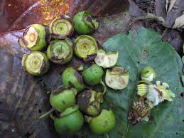 Image result for Bellucia