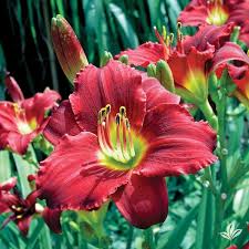 Image result for Diplolophium