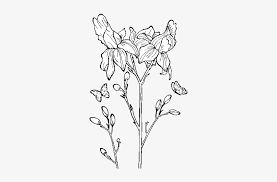 Iris garden 5 downloadable coloring pages. Iris Flower Coloring Page Flor Iris Desenho Transparent Png 600x470 Free Download On Nicepng