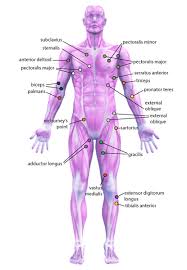 trigger points explained nielasher com