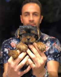 🧿🐾 YORKSHIRE TERRIER 🐾🧿 ▪️سگ یورکشایر تریر یکی از نژاد‌های کوچک از دسته  تریر ها است. این نژاد در قرن نوزدهم در ناحیه تاریخی یورکشایر در انگلیس به  وجود آمده است. از