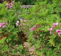 Image result for Pelargonium grossularioides