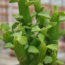 Image result for Monadenium crenatum