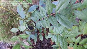 Springtime in south florida means the bloom of those little yellow flowers on trees across the region. Plant Identification Closed Identify Yellow Flowering Tree Long Seed Pods 1 By Myersscatzpal
