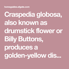 How To Grow A Craspedia Globosa Or Drumstick Flower Craspedia Drumsticks Flower Food