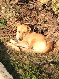 Pin On Street Dogs Of Turkey And Elsewhere