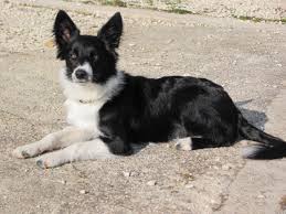 Keira 6m Best Dogs Border Collie Dogs