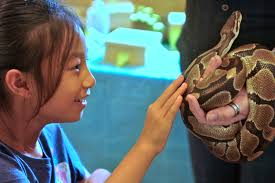 Looking for school holiday activities for your Wildlife enthusiasts? Book  them into our Junior Wildlife Keeper Programme. Tuesdays or Fridays 9.30  start running for 2 hours. $45 includes entry and they are