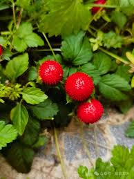 植物与十二生肖：植物里的“蛇”！ - 关注森林