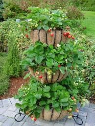 Free shipping on qualified orders. Diy Strawberry Bed Ideas 36 Creative Solutions My Desired Home