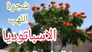 مع ارتفاع وتيرة الهز والرهز الساخنة، من المتوقع أن تصل المرأة إلى متعة ساحرة. Ø´Ø¬Ø±Ø© Ø§Ù„Ù„Ù‡Ø¨ Ø§Ù„Ø§Ø³Ø¨Ø§ØªÙˆØ¯ÙŠØ§ Ø§Ùˆ Ø§Ù„ØªÙˆÙ„ÙŠØ¨ Ø§Ù„Ø§ÙØ±ÙŠÙ‚ÙŠ Spathodea Campanulata Youtube
