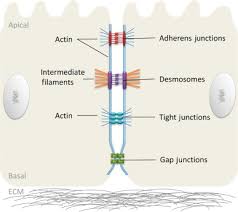 Animals, plants, fungi, and protists are all made up of at least one animal cells have a variety of different organelles that work together to allow the cell to perform its therefore, not every animal cell has all types of organelles, but in general, animal cells do contain. Insights Into The Role Of Cell Cell Junctions In Physiology And Disease Sciencedirect