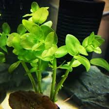 Image result for Bacopa monnieri