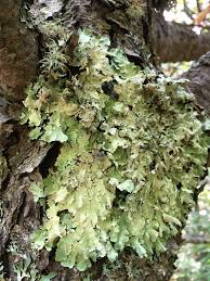 Check spelling or type a new query. Lichens Pictured Rocks National Lakeshore U S National Park Service