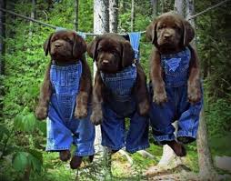 Chocolate lab puppies in michigan. Akc Chocolate Labrador Retriever Puppies Lab For Sale In Caldwell Idaho Classified Americanlisted Com
