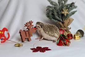 How Long Do Hedgehogs Live Hedgehog Lifespan Animal Facts Blog Hedgehog Hedgehog Habitat Pygmy Hedgehog