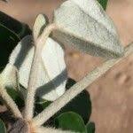 Image result for Androstachys