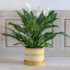 Dogs and cats love to chew things they're not supposed to, and despite your precautions they may get involved with this somewhat toxic plant. Spathiphyllum Domino Care Images And Videos Chooseyourplant